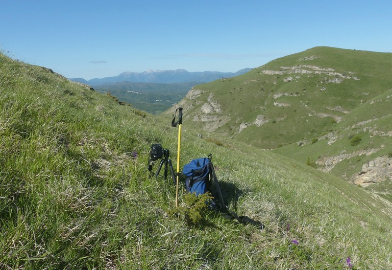 Monte Doro e Cima della Laghetta, le orchidee e i loro ambienti - luglio 2025.